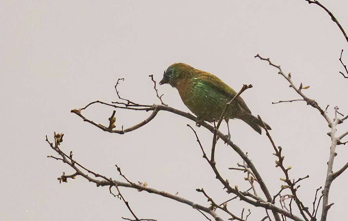 Brassy-breasted Tanager - ML486668691