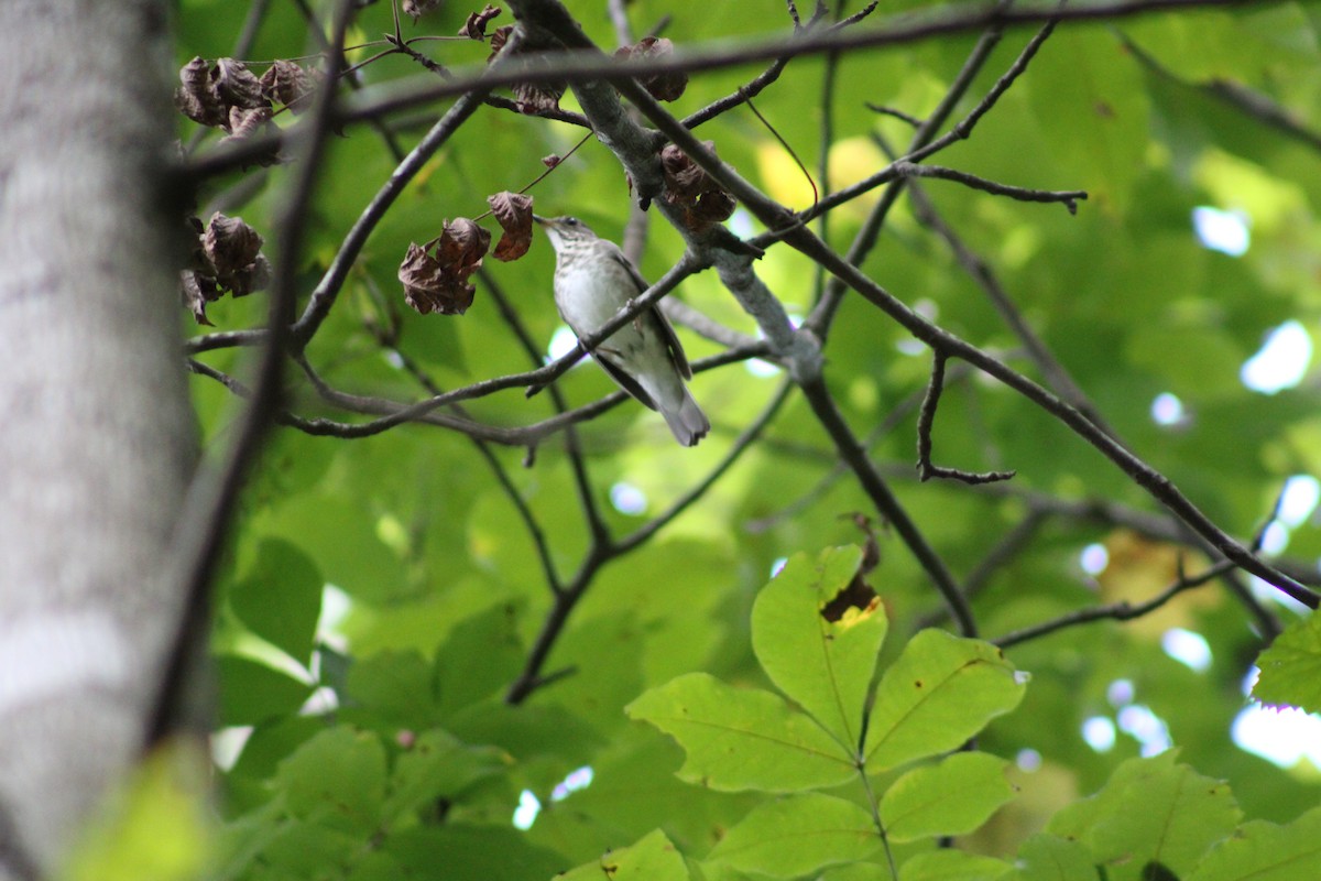 Gray-cheeked Thrush - ML486669841