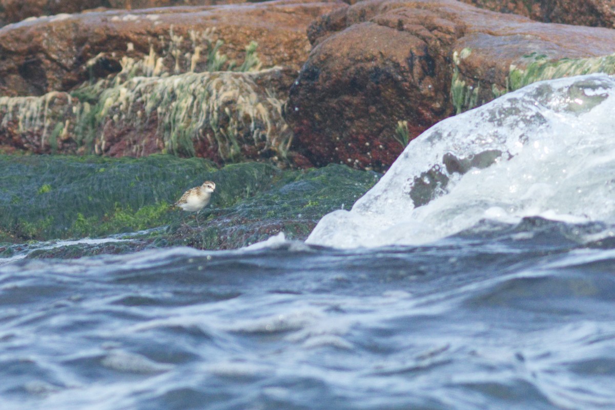 Little Stint - ML486671551