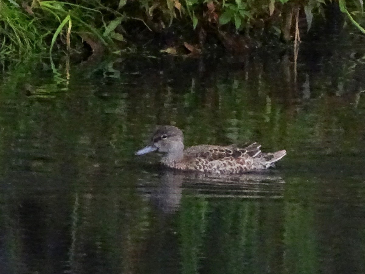 Blue-winged Teal - ML486671931