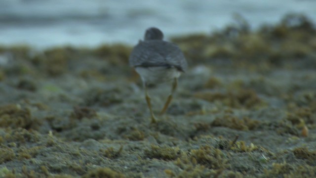 Gray-tailed Tattler - ML486672