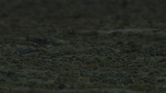 Gray-tailed Tattler - ML486673