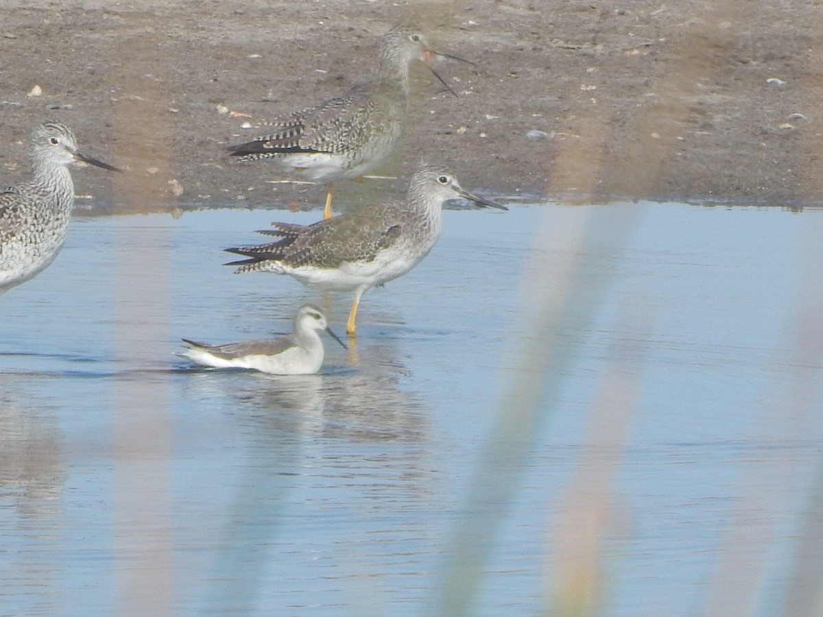 Wilson's Phalarope - ML48667301