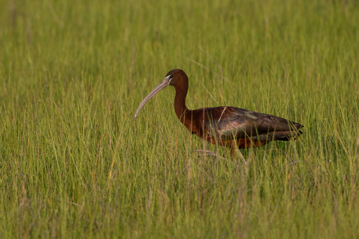 Glossy Ibis - ML486673121