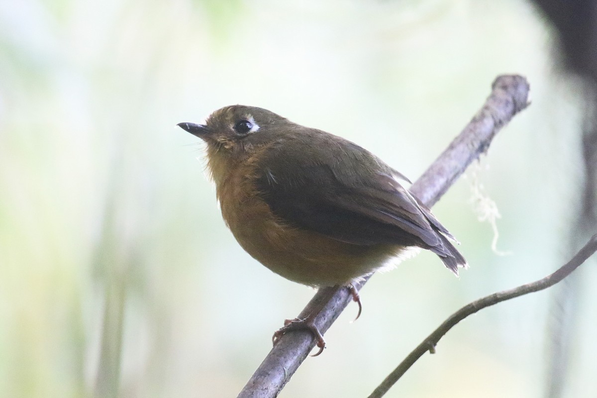 Leymebamba Antpitta - ML486673231