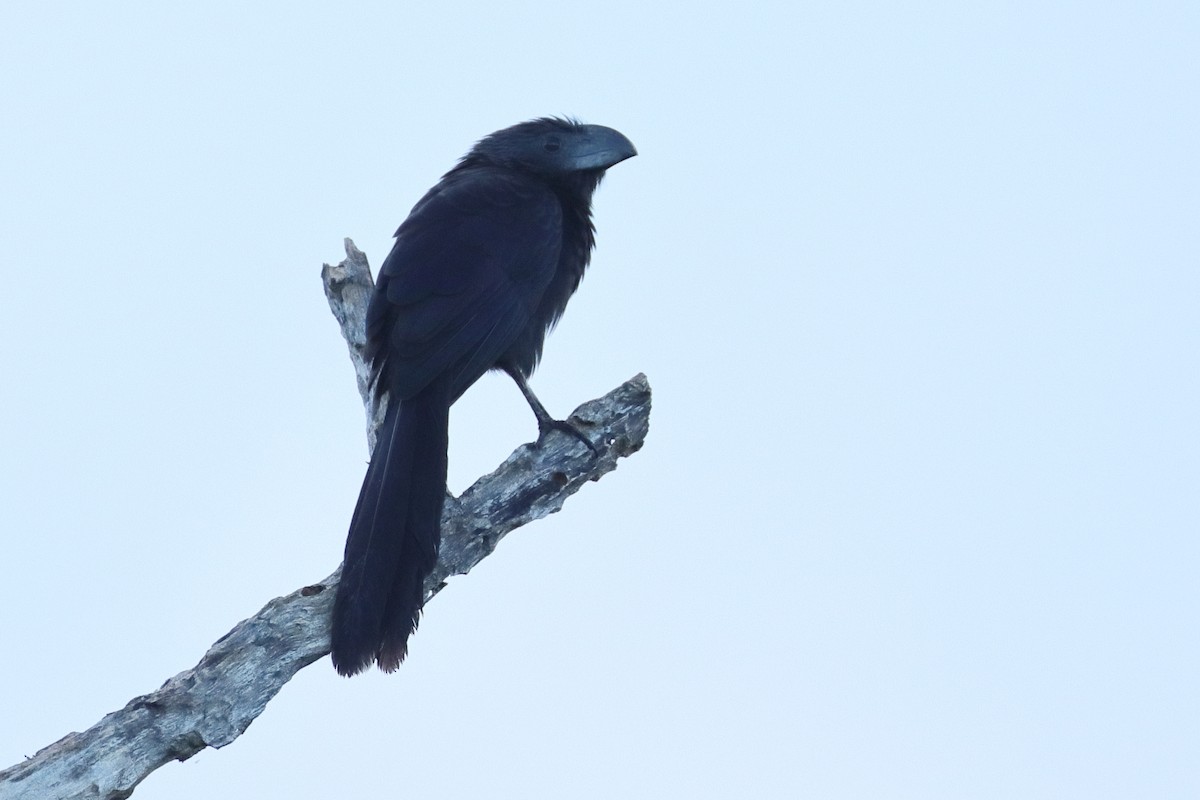 Groove-billed Ani - Jim Anderton