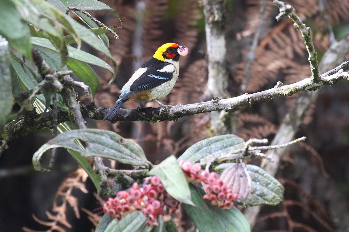 Flame-faced Tanager - ML486674121