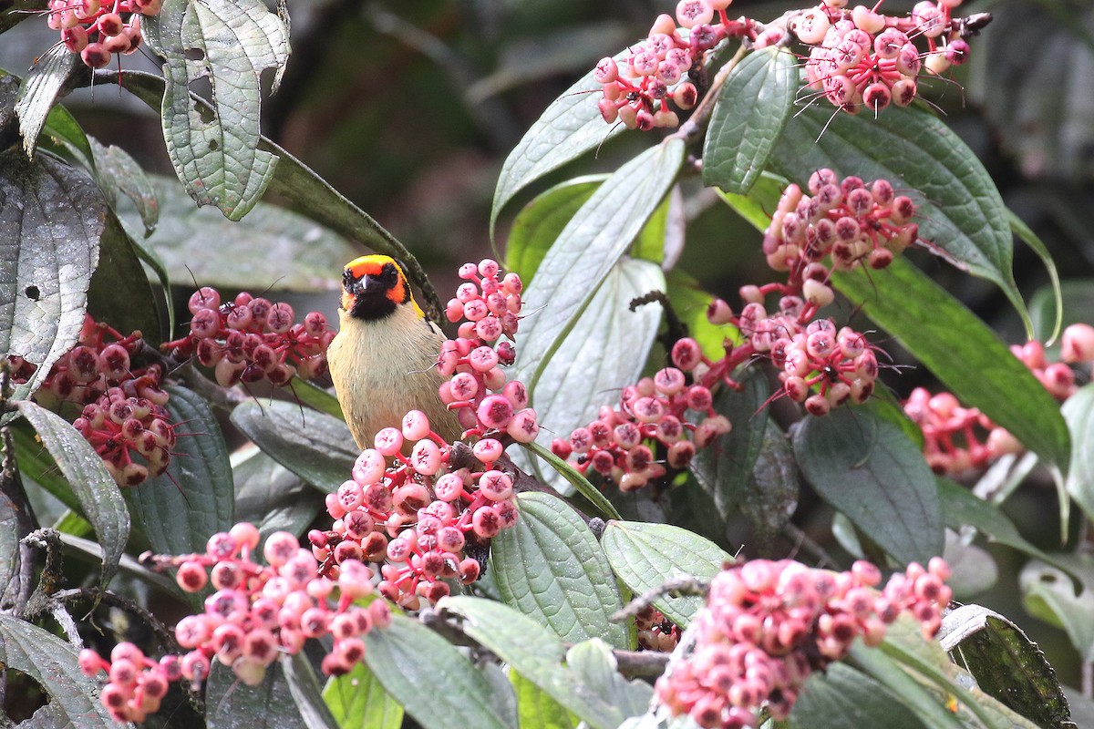 Flame-faced Tanager - ML486674131