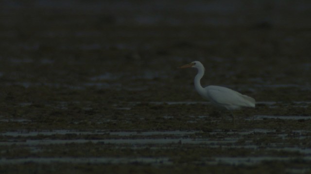 Pacific Reef-Heron - ML486675