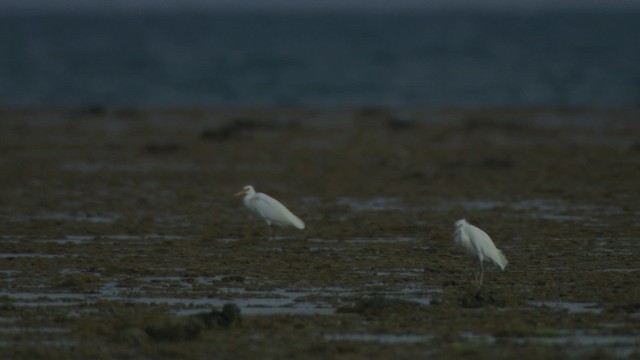 Pacific Reef-Heron - ML486676