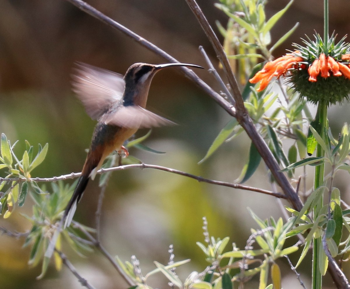 Planalto Hermit - ML486676091