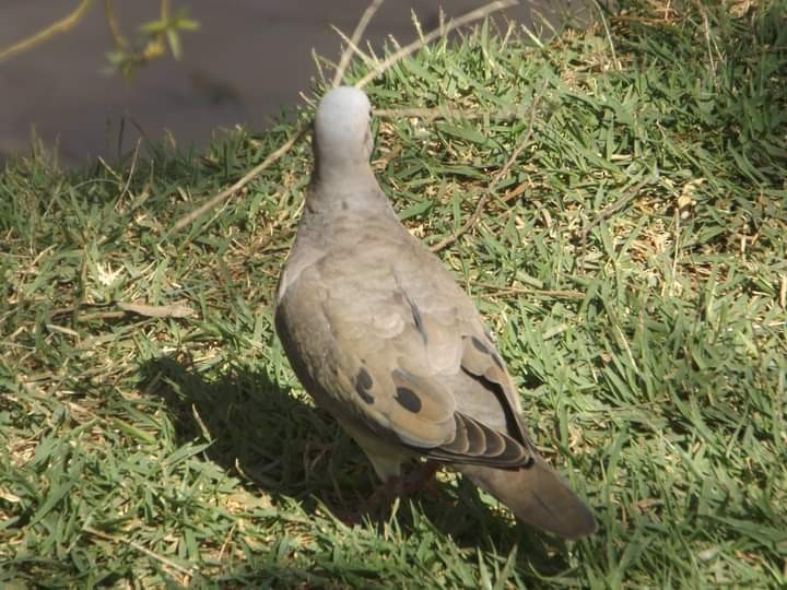 Eared Dove - ML486676411