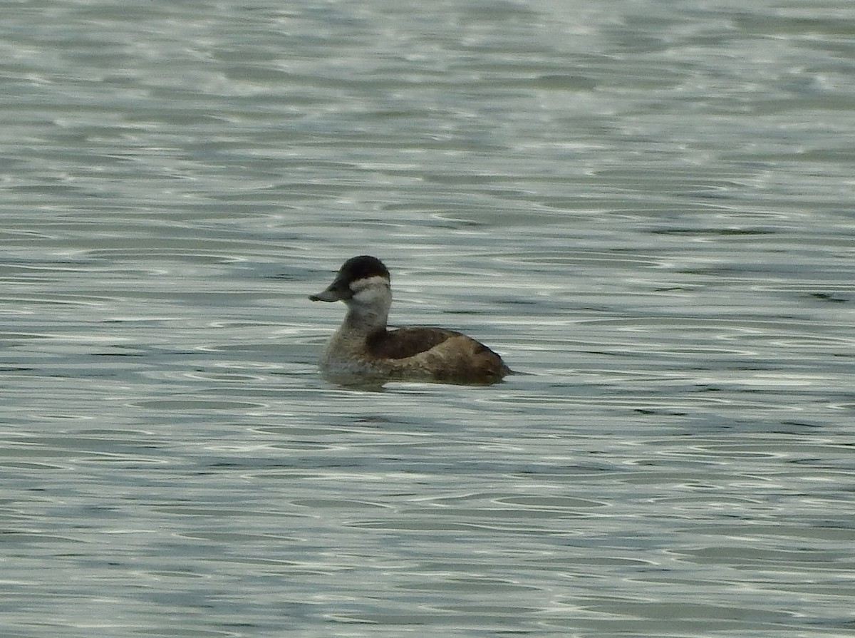 Ruddy Duck - ML486677051