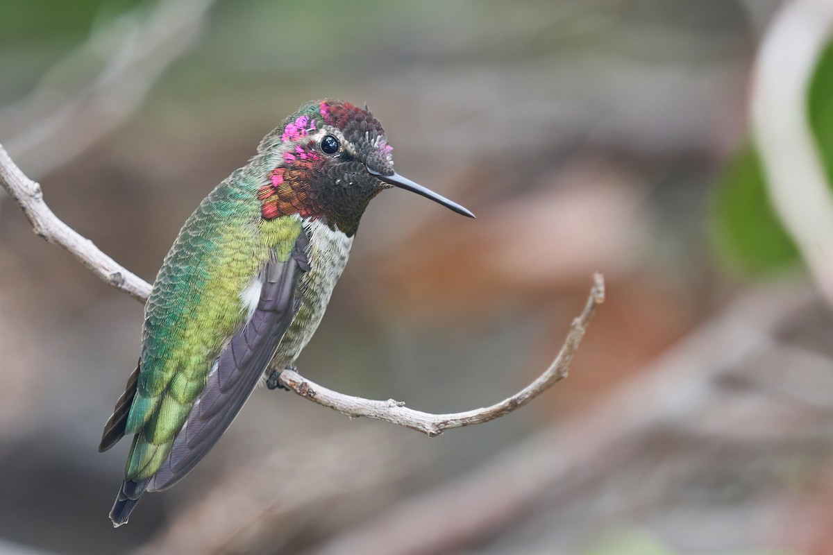 Anna's Hummingbird - ML486677071