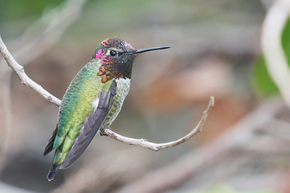 Anna's Hummingbird - ML486677081