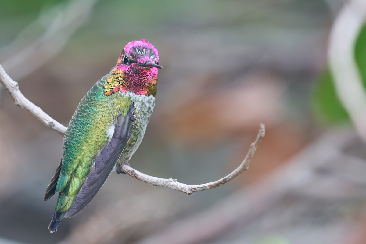 Anna's Hummingbird - ML486677091