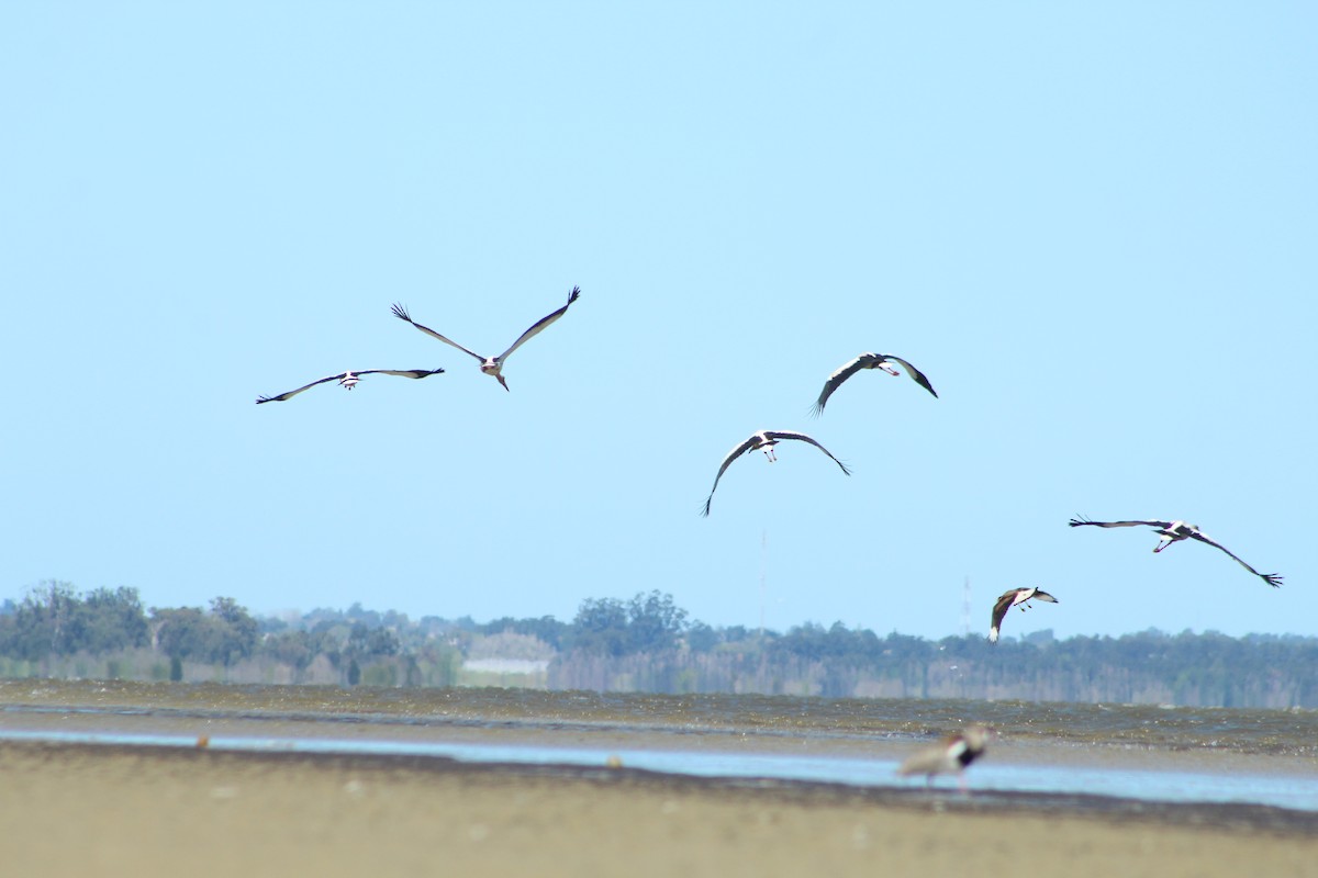 Maguari Stork - ML486677461