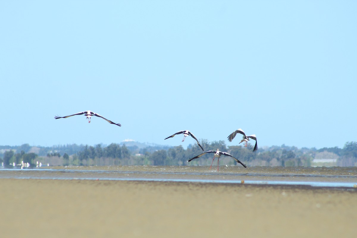 Maguari Stork - ML486677481