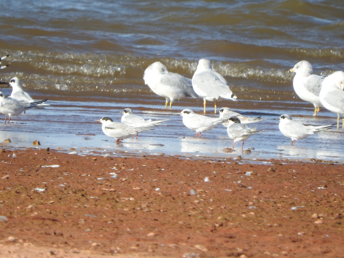 Common Tern - ML486677671