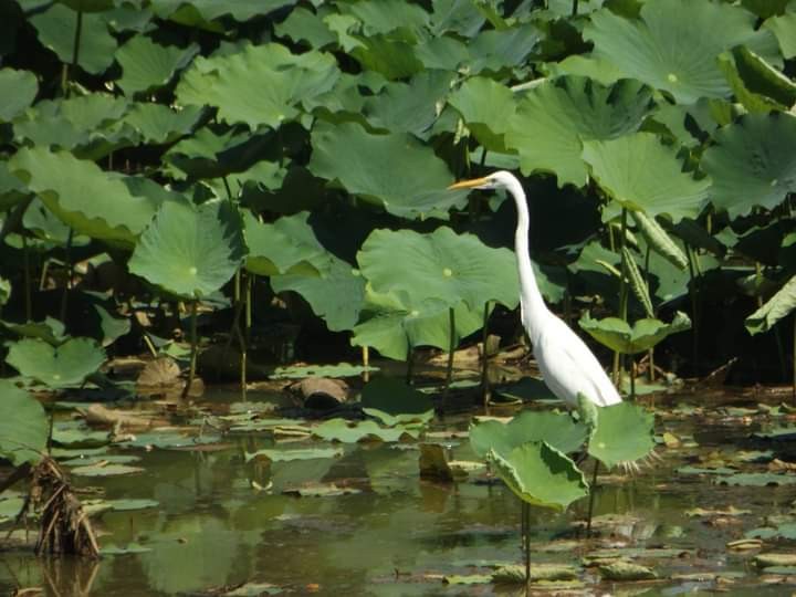 Great Egret - ML486677971