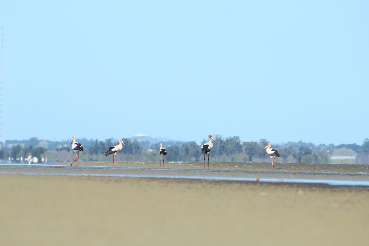 Maguari Stork - ML486677991