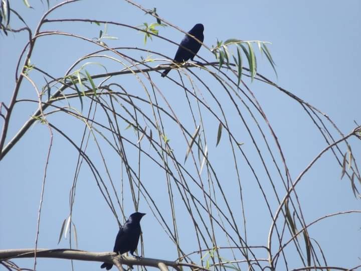 Shiny Cowbird - ML486678001