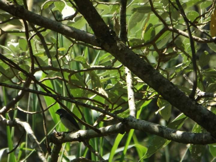 Double-collared Seedeater - ML486678041