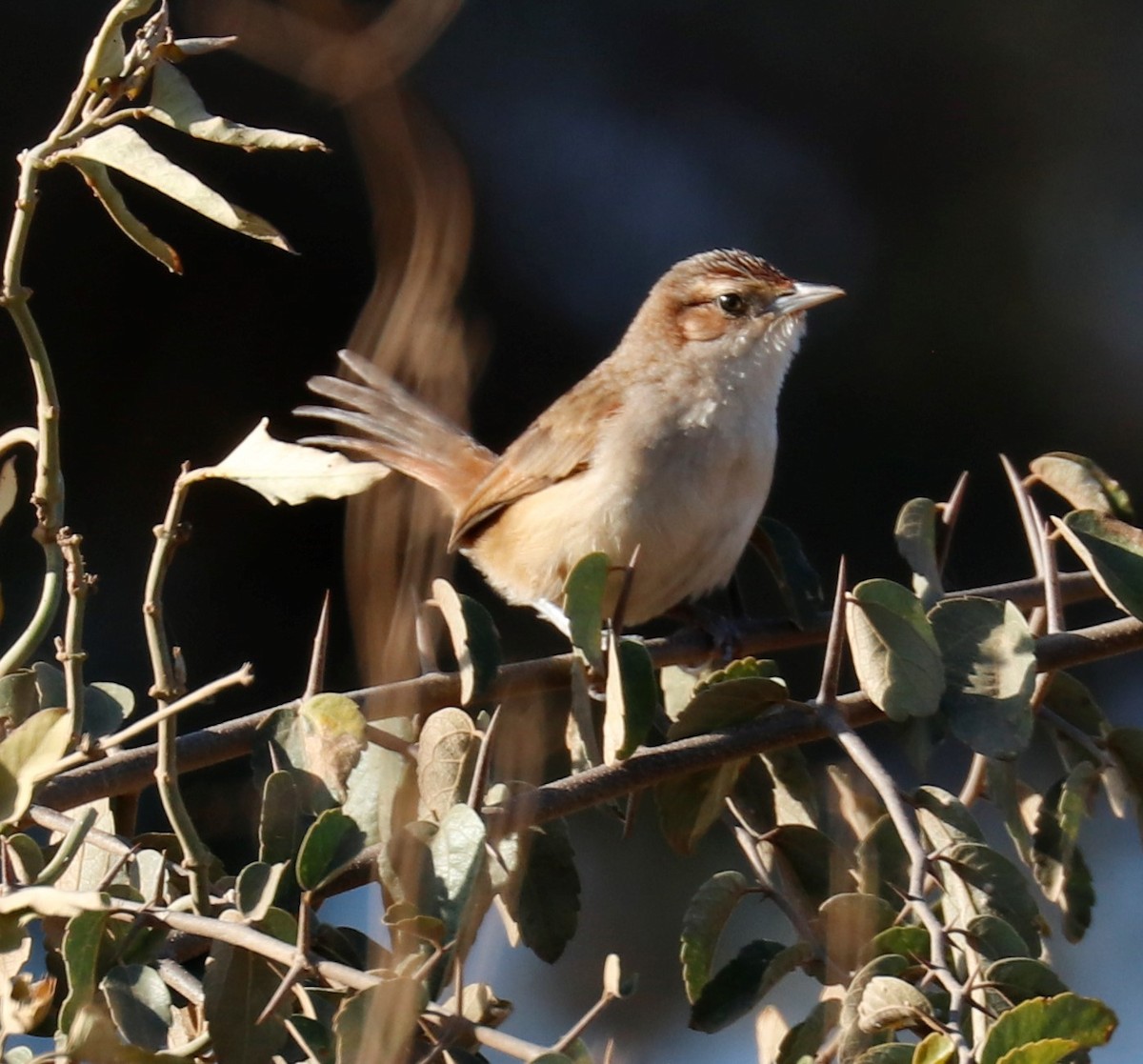 Streak-fronted Thornbird - ML486678251