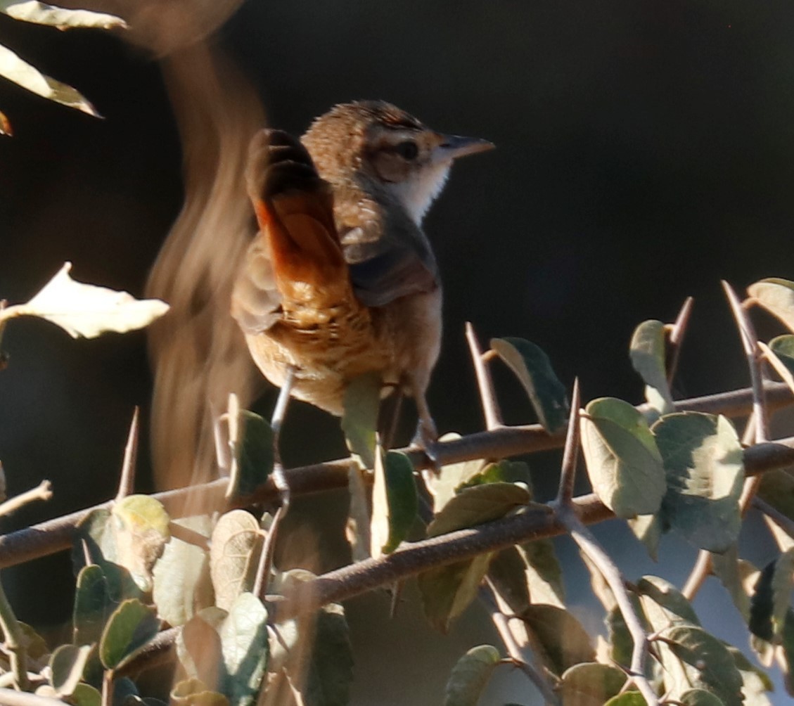 Streak-fronted Thornbird - ML486678261