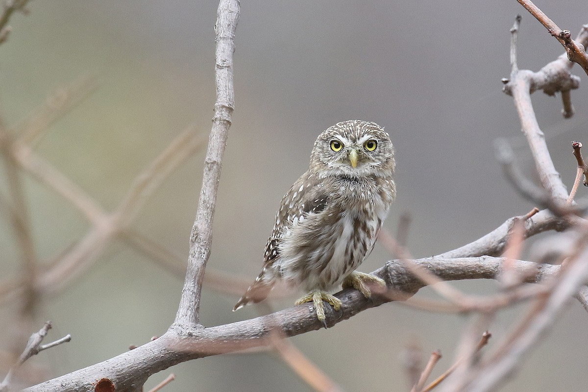 Peruvian Pygmy-Owl - ML486678661