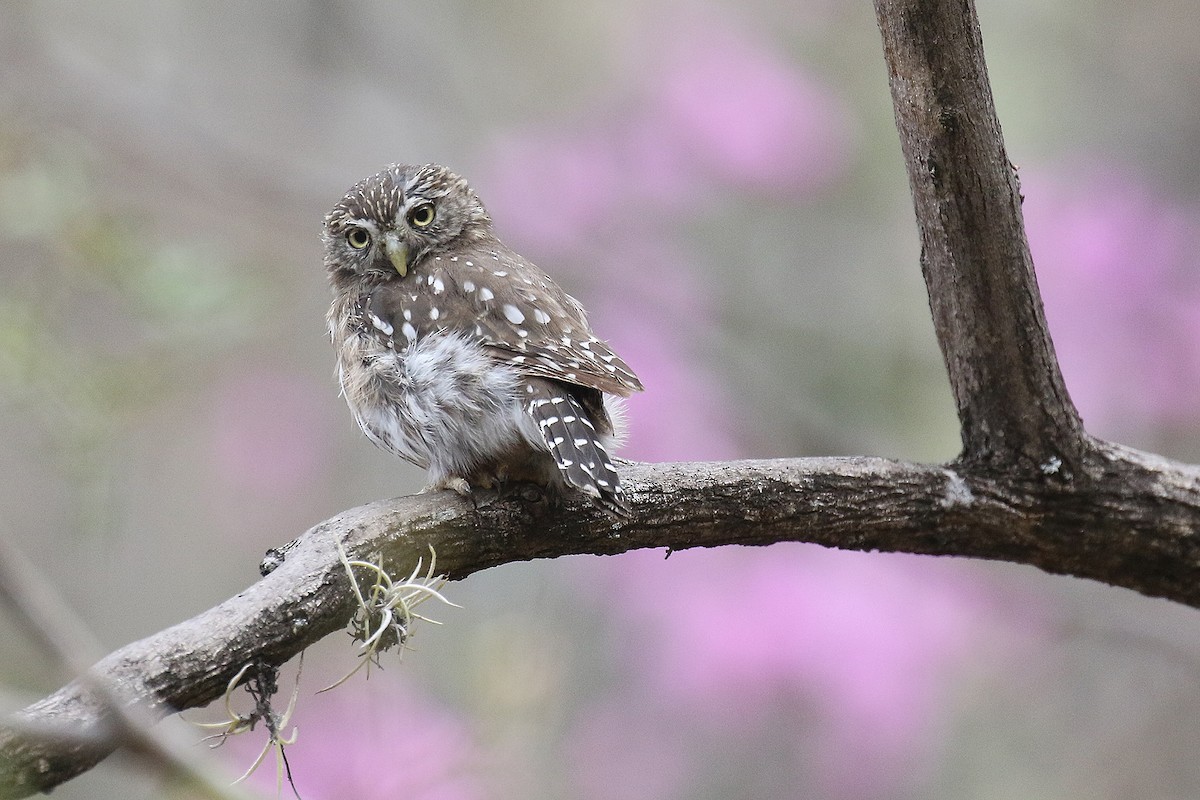Peruvian Pygmy-Owl - ML486678671