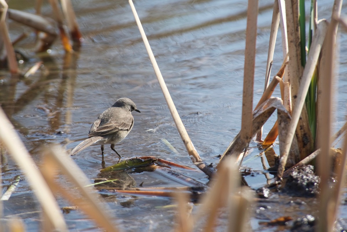 Cape Wagtail - ML486678691