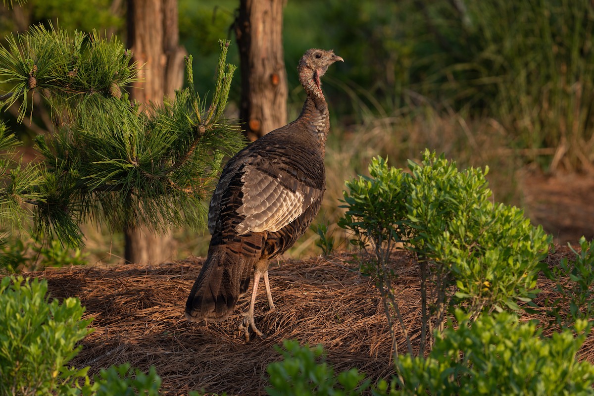 Wild Turkey - ML486679781