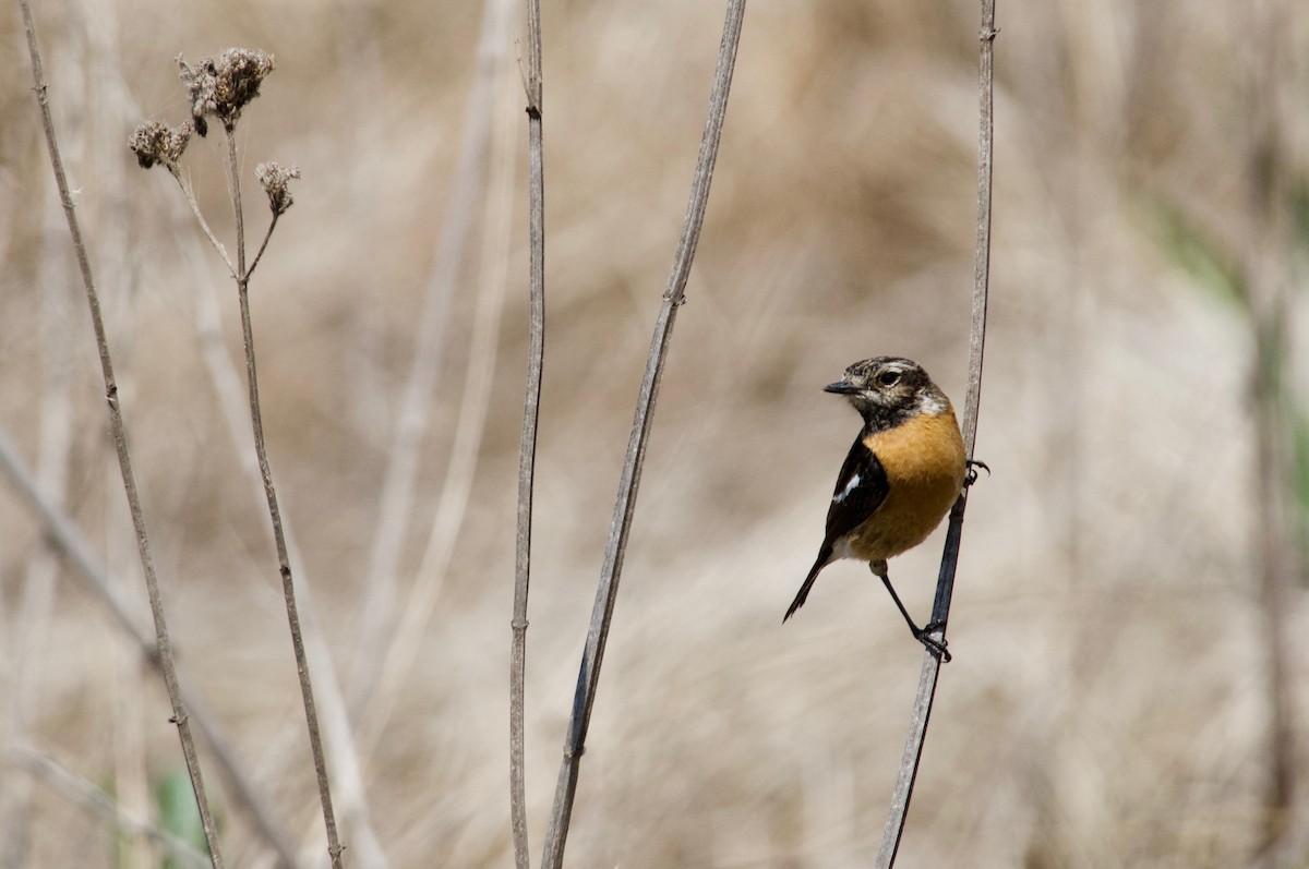 African Stonechat - Daniel Blok 🦤