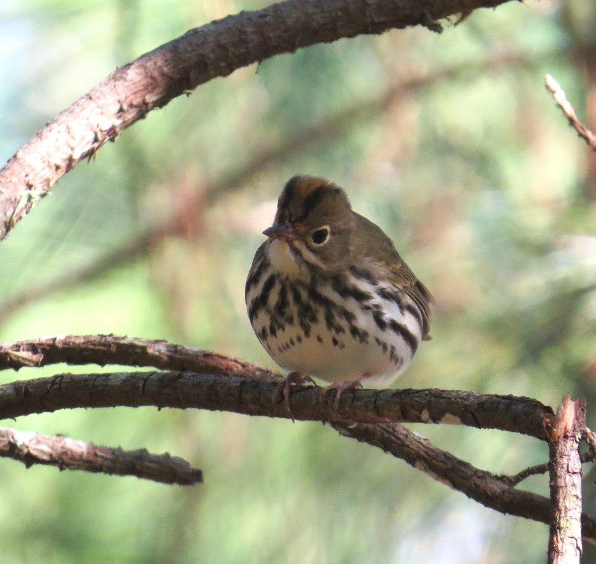 Ovenbird - ML486681251