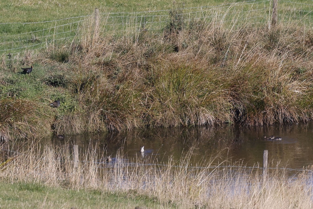 Green-winged Teal (Eurasian) - ML486681311