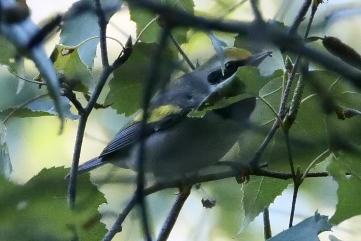 Golden-winged Warbler - Russ Smiley