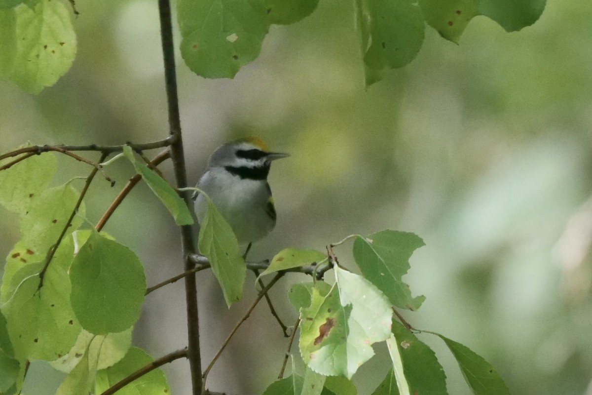 Golden-winged Warbler - Russ Smiley