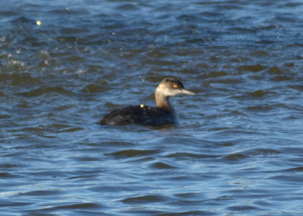 Eared Grebe - ML486684851