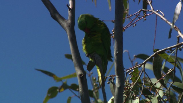 Scaly-breasted Lorikeet - ML486685