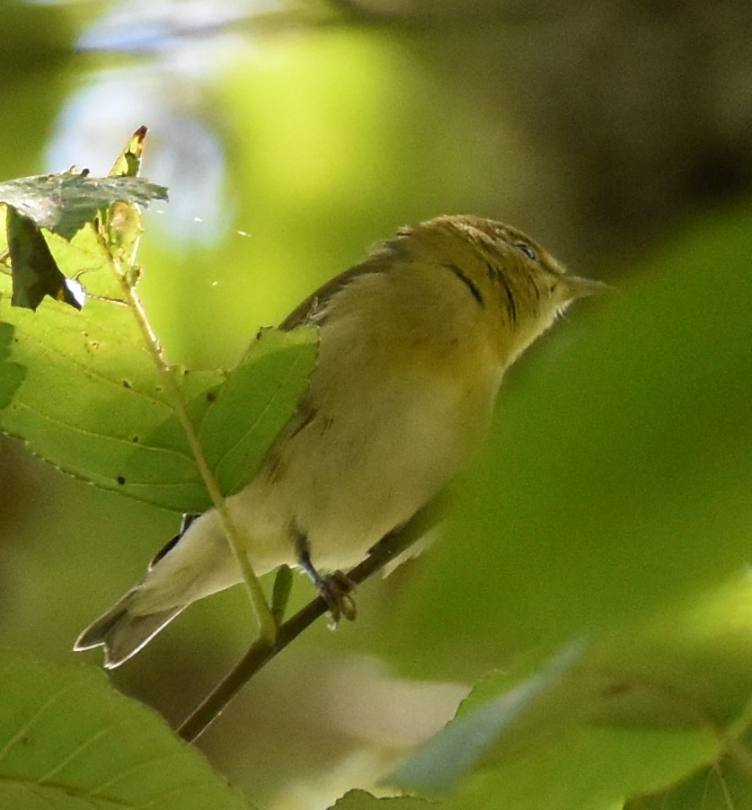 Tennessee Warbler - ML486685871