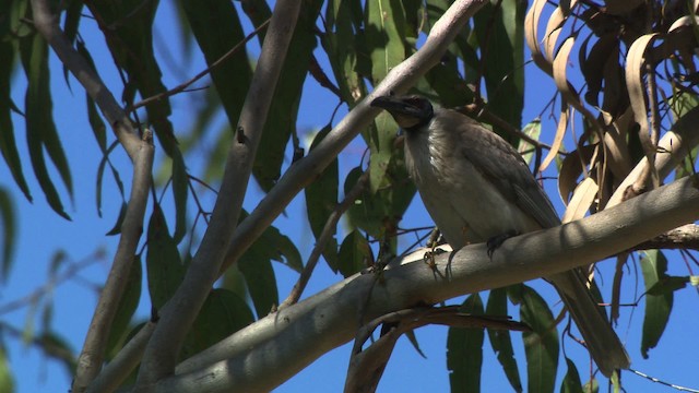 Noisy Friarbird - ML486686