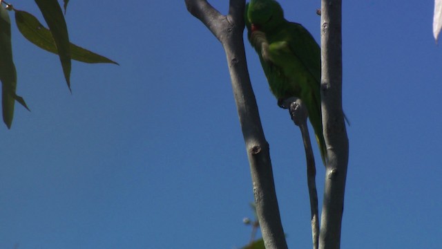 Scaly-breasted Lorikeet - ML486687