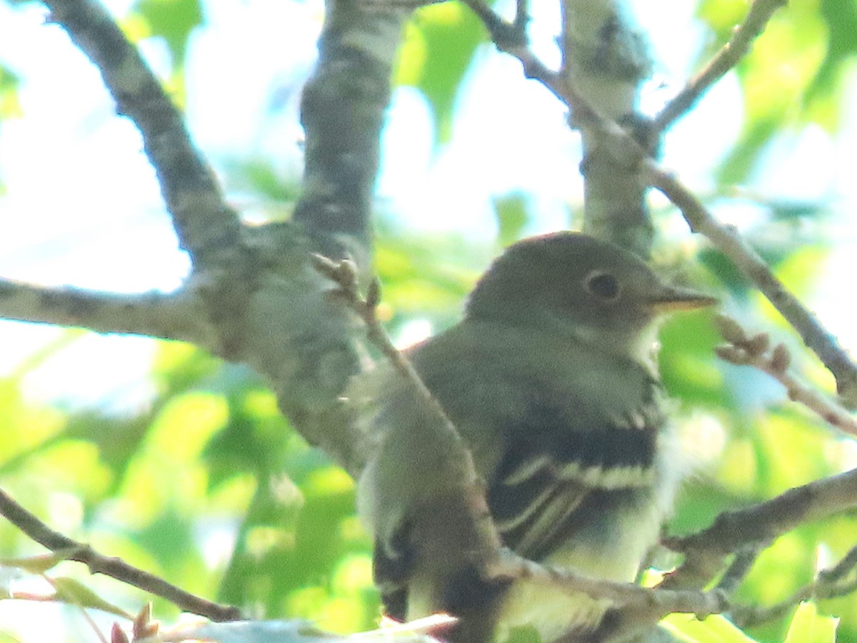 Least Flycatcher - Mike Crownover Sr.