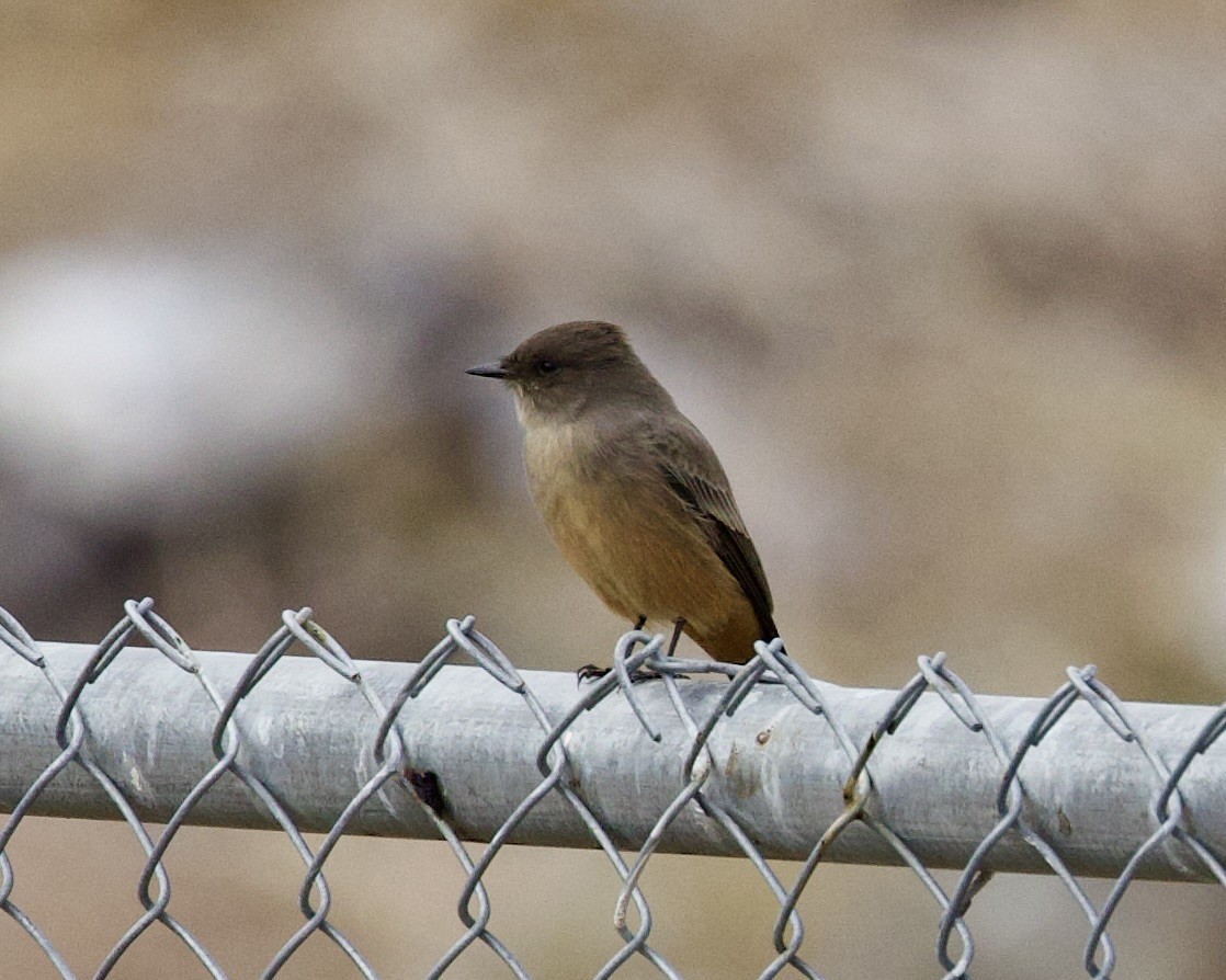 Say's Phoebe - Dave Bengston