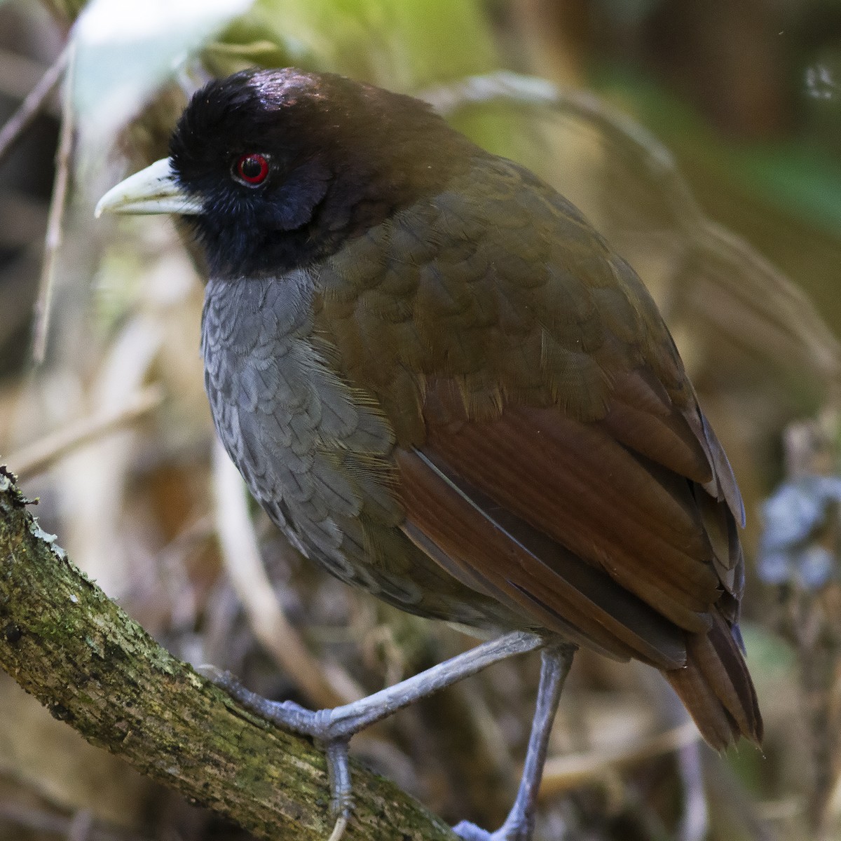 Pale-billed Antpitta - ML486687821