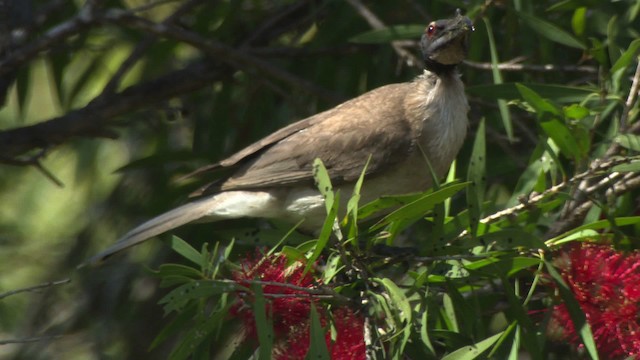 Noisy Friarbird - ML486688