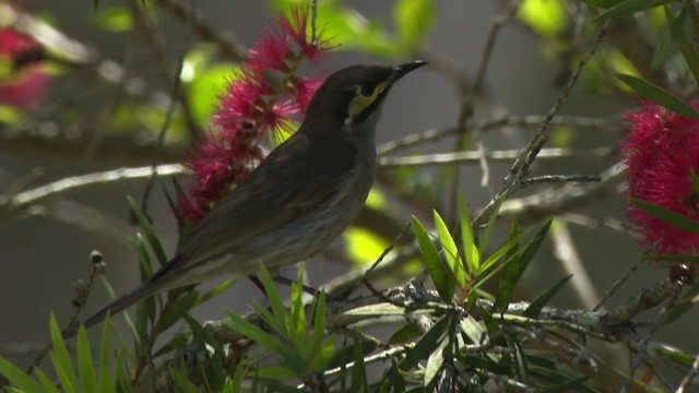 Yellow-faced Honeyeater - ML486689