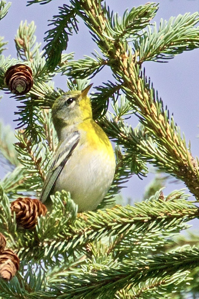 Northern Parula - ML486690041