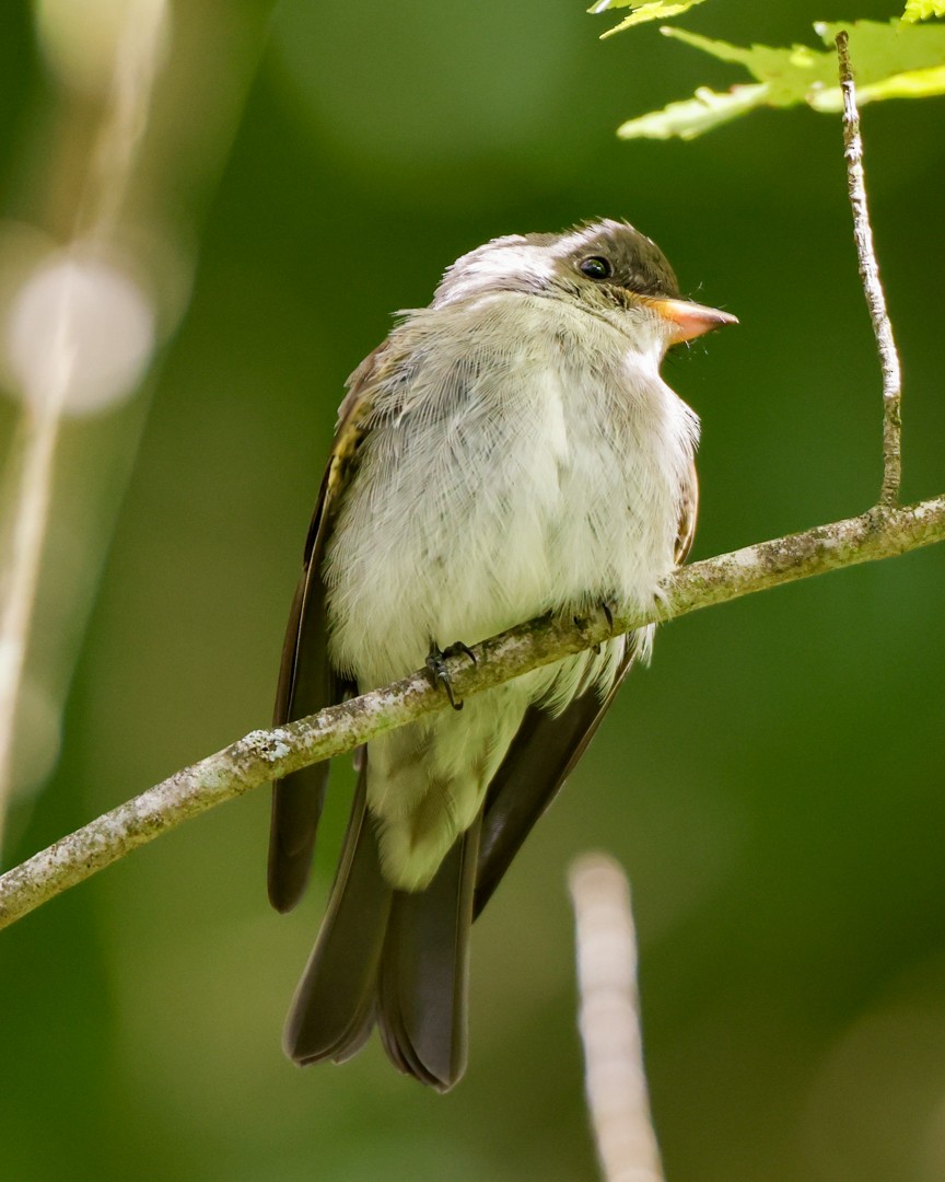 Eastern Wood-Pewee - ML486690241